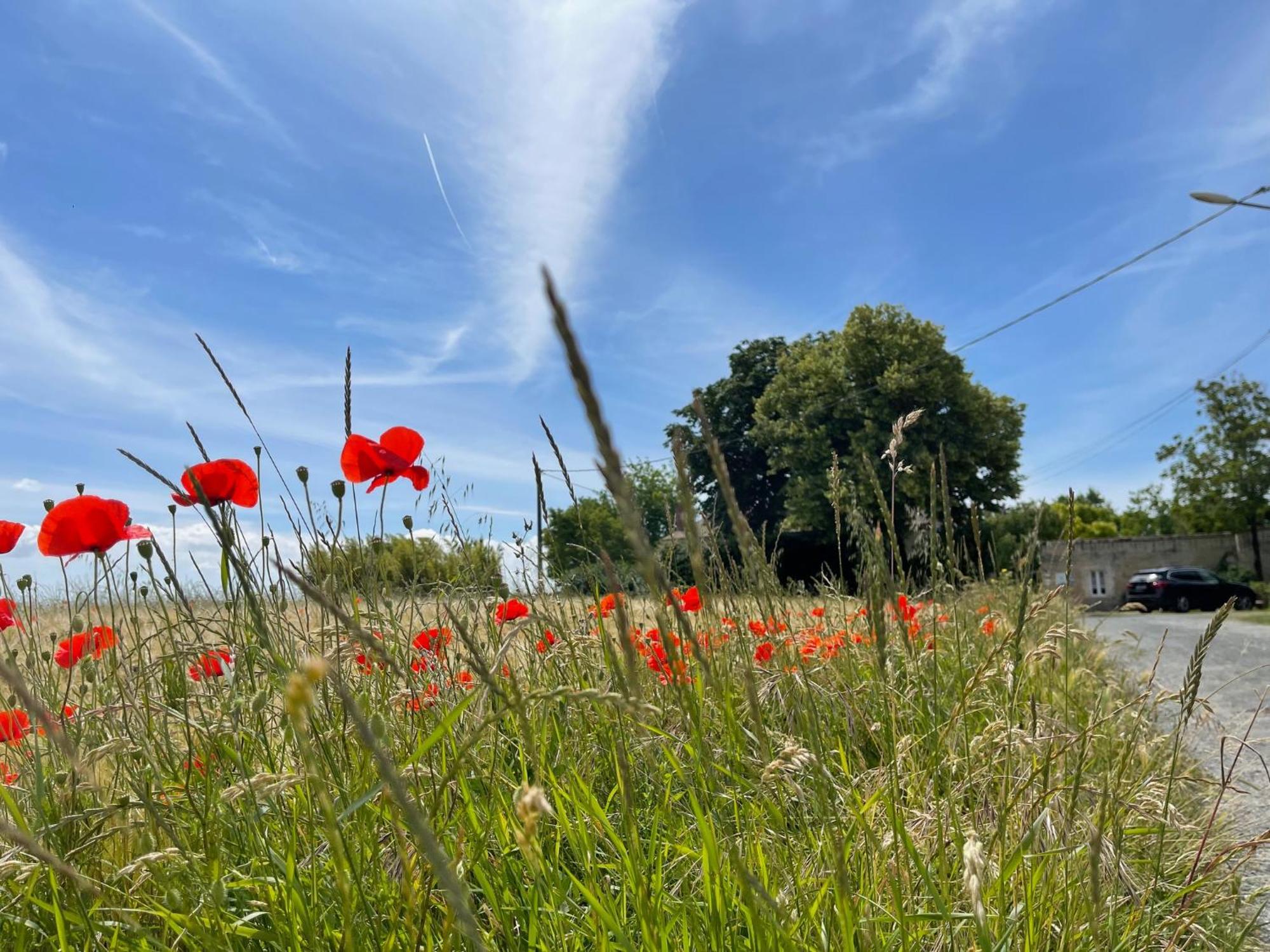 Logis Saint Leonard Bed & Breakfast Dompierre-sur-Mer Екстериор снимка